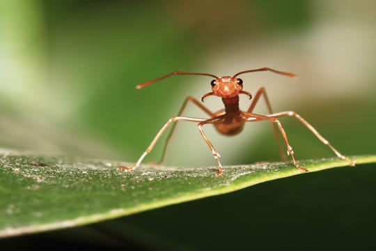 Die rote Waldameise ist ein fleißiger Helfer der Natur.