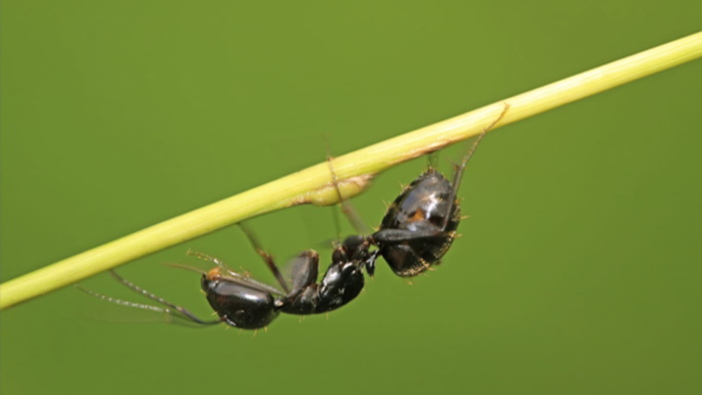 Alleine sind die Ameisen eher schwach. Erst in der Gruppe handeln sie klug wegen kollektiver Intelligenz.