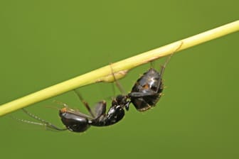 Alleine sind die Ameisen eher schwach. Erst in der Gruppe handeln sie klug wegen kollektiver Intelligenz.