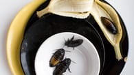 Vorbeugende Mittel gegen Kakerlaken: Tipps und Tricks