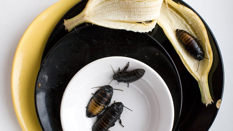 Hygiene ist das beste Mittel, um Kakerlaken in den eigenen vier Wänden zu vertreiben