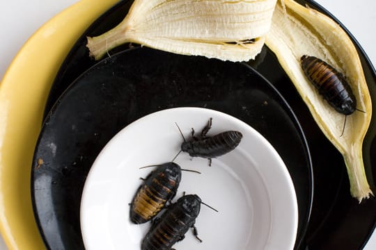 Hygiene ist das beste Mittel, um Kakerlaken in den eigenen vier Wänden zu vertreiben