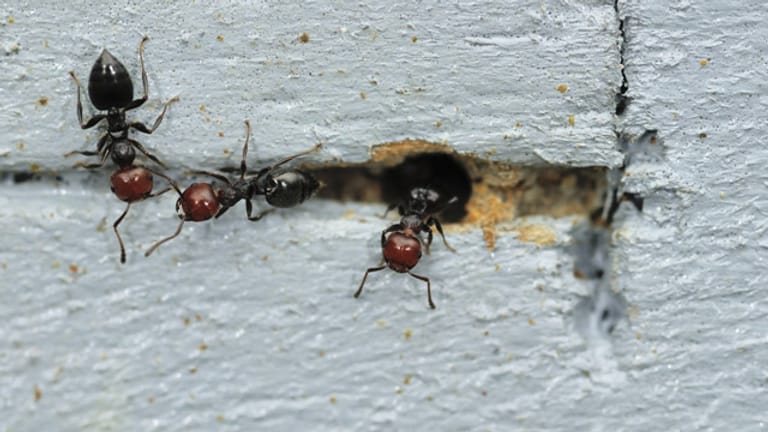Ameisen können durch kleinste Ritzen und Löcher ins Haus gelangen.