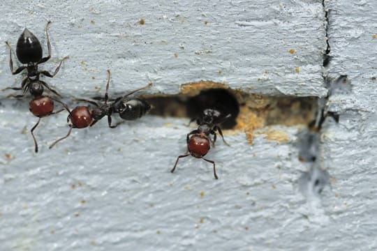 Ameisen können durch kleinste Ritzen und Löcher ins Haus gelangen.