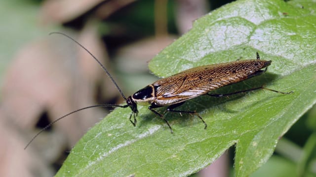 Waldschaben sind die idealen Futtertiere für Ihre Reptilien. Allerdings sind bei Zucht einige Dinge zu beachten.