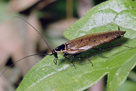 Waldschaben sind die idealen Futtertiere für Ihre Reptilien. Allerdings sind bei Zucht einige Dinge zu beachten.