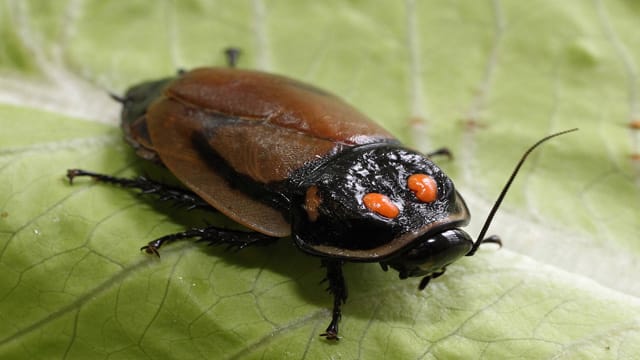 Weltweit gibt es circa tausend verschiedene Kakerlaken-Arten. Meist sind sie ungefährlich und leben fern ab vom Menschen.