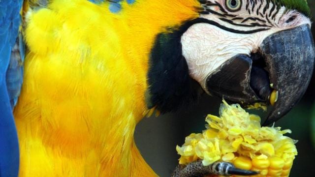 Papageien brauchen viel Zuwendung - das sollte dem Vogelsitter bewusst sein.