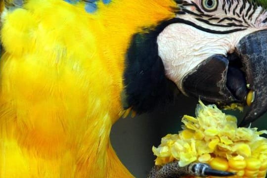 Papageien brauchen viel Zuwendung - das sollte dem Vogelsitter bewusst sein.