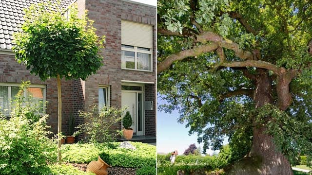 Für jede Grundstücks- und Gartengröße gibt es den perfekten Baum.