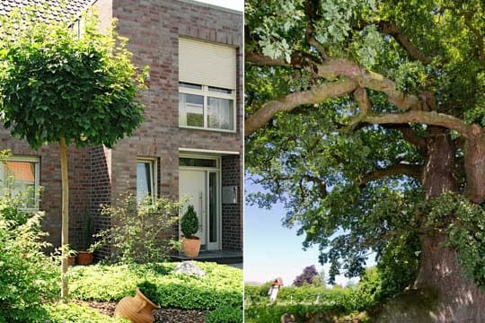 Für jede Grundstücks- und Gartengröße gibt es den perfekten Baum.