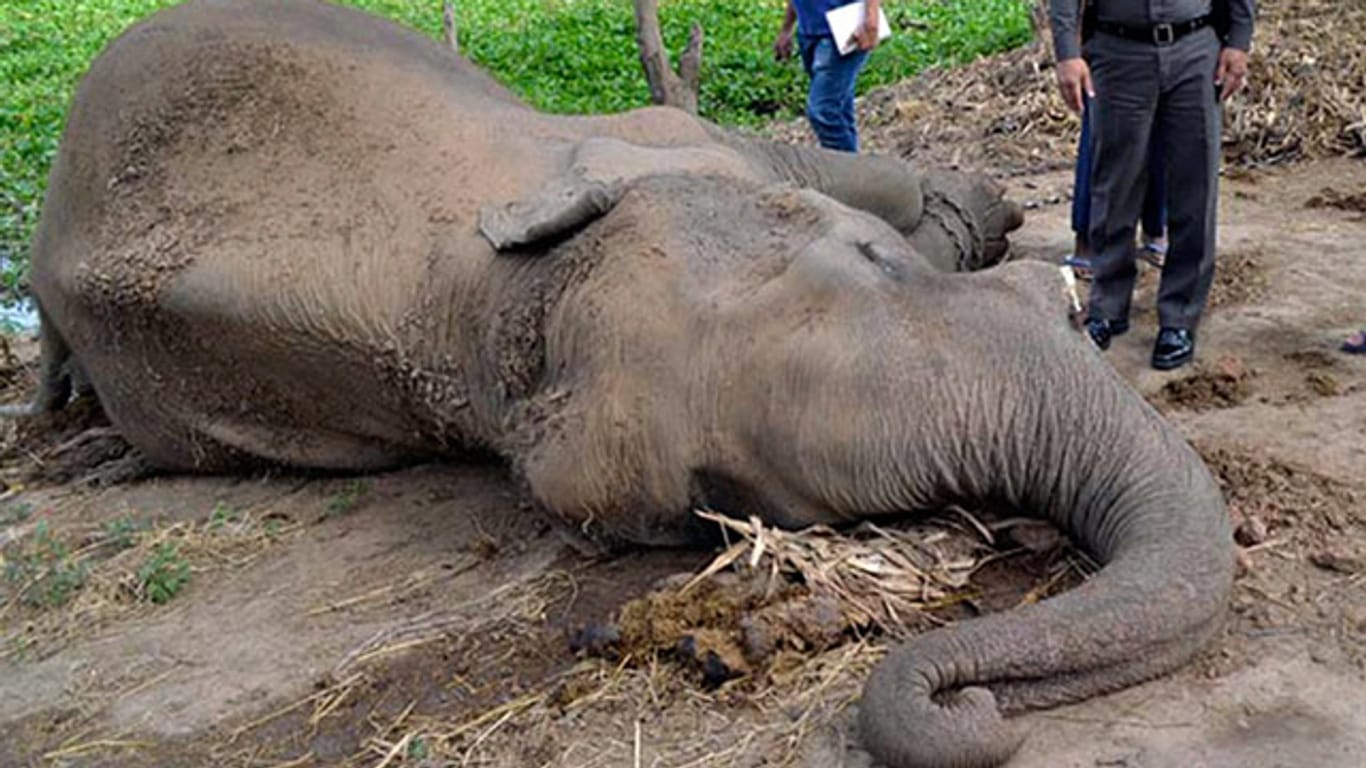In Thailand wurde Film-Elefant "Khleo" wegen seiner Stoßzähne vergiftet und getötet.