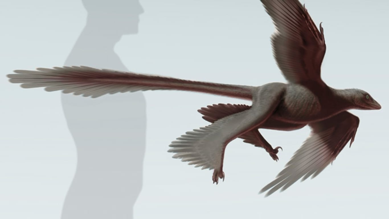 Der Changyuraptor yangi war etwa 1,30 Meter lang - und hatte vier Flügel