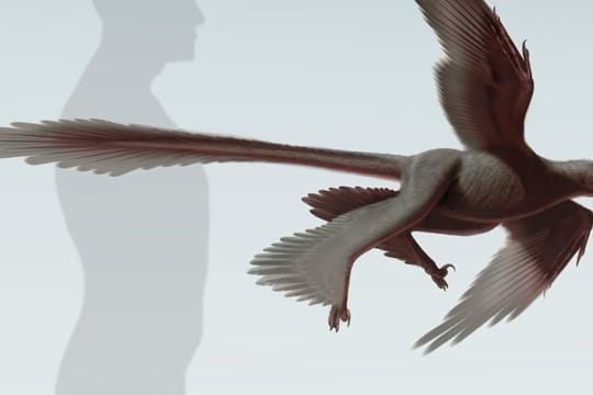 Der Changyuraptor yangi war etwa 1,30 Meter lang - und hatte vier Flügel