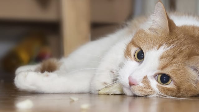 Katzenminze wirkt auf Katzen berauschend