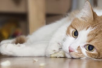 Katzenminze wirkt auf Katzen berauschend