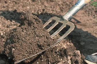 Die Forke gehört zu den ältesten Gartengeräten.