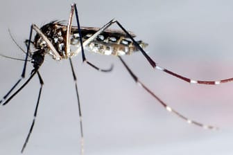 Chikungunya-Fieber