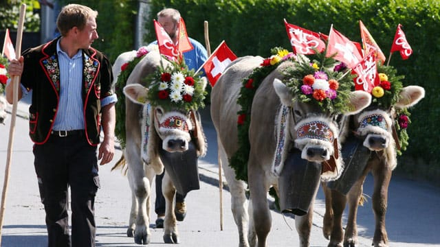 Im Herbst treiben die Hirten das Vieh von der Alm ins Tal