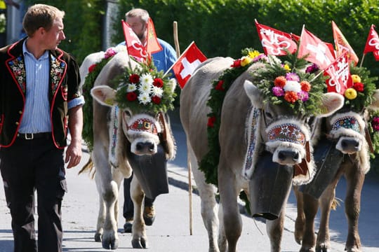 Im Herbst treiben die Hirten das Vieh von der Alm ins Tal