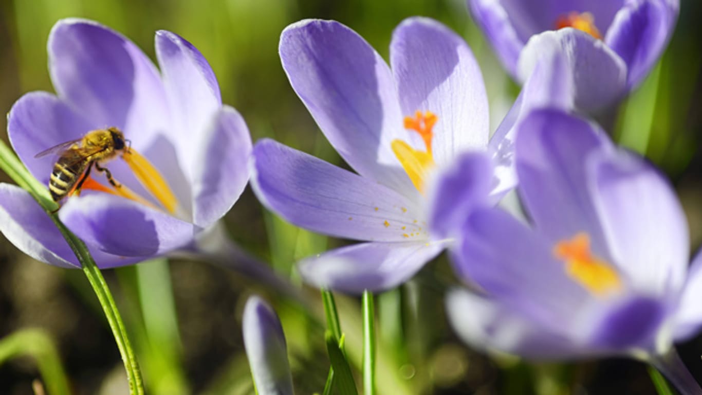 Krokusse blühen in den ersten Frühlingswochen, und sind an ihren prächtigen Farben zu erkennen