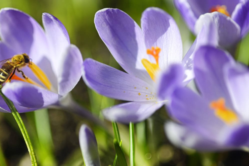 Krokusse blühen in den ersten Frühlingswochen, und sind an ihren prächtigen Farben zu erkennen