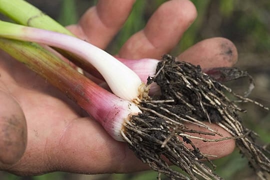 Bei der Ernte von Knoblauch ist der richtige Zeitpunkt entscheidend.