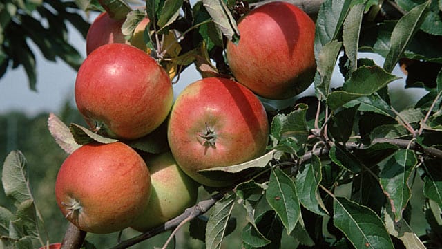 Der Cox Orange braucht ein ein ausgeglichenes Klima.