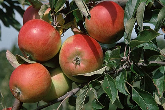 Der Cox Orange braucht ein ein ausgeglichenes Klima.