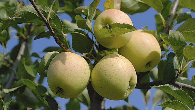 Der Golden Delicious findet auch in kleineren Gärten Platz.