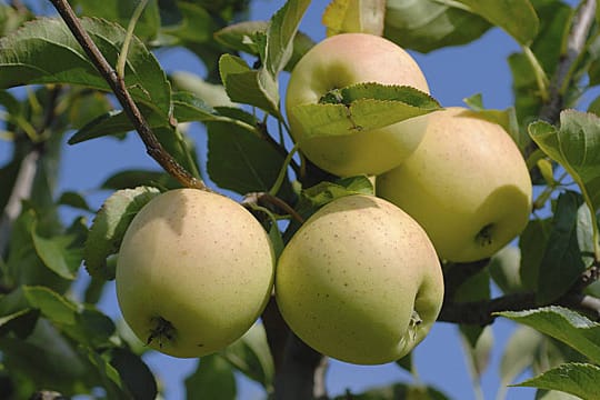 Der Golden Delicious findet auch in kleineren Gärten Platz.