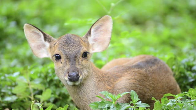 Die scheuen Wildtiere verlaufen sich manchmal in menschliche Gärten