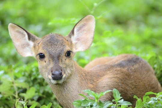 Die scheuen Wildtiere verlaufen sich manchmal in menschliche Gärten