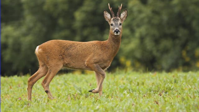 Nur männliche Rehe, Böcke genannt, tragen ein Geweih