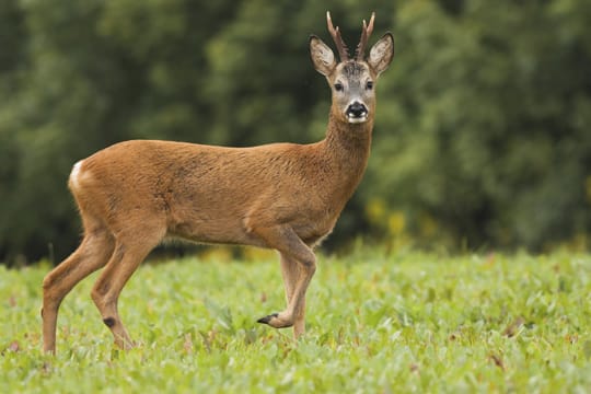 Nur männliche Rehe, Böcke genannt, tragen ein Geweih