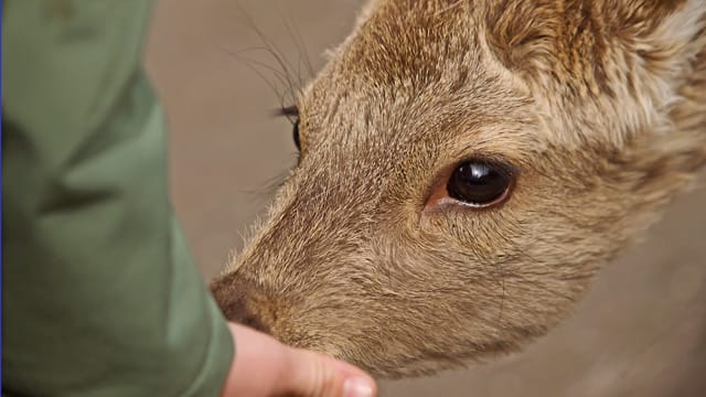 Füttern Sie besser keine Rehe, wenn Sie nicht ganz genau wissen, was sie fressen