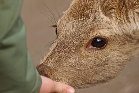 Füttern Sie besser keine Rehe, wenn Sie nicht ganz genau wissen, was sie fressen