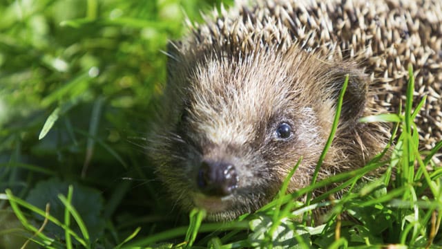 Igel fühlen sich in urbanen Gegenden besonders wohl