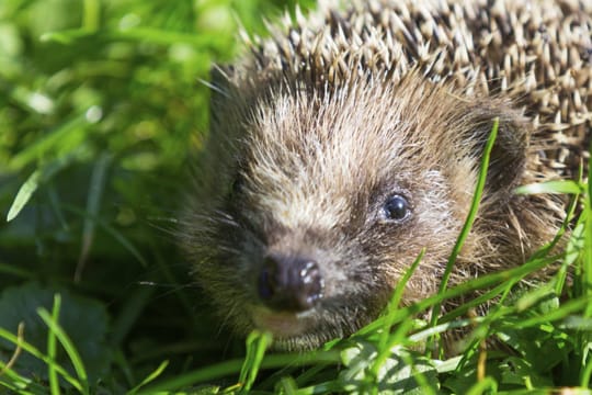 Igel fühlen sich in urbanen Gegenden besonders wohl