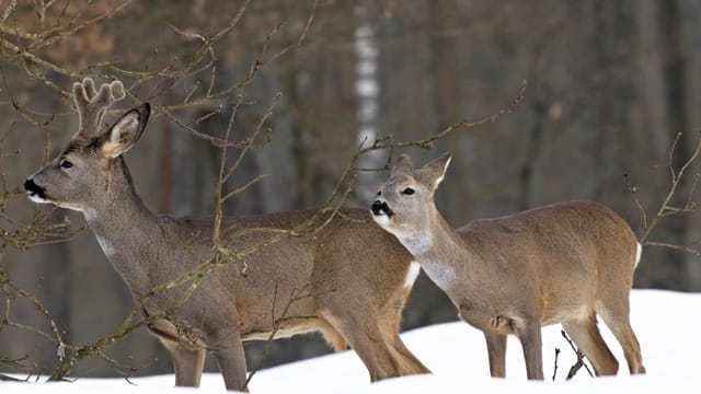 Ein dickes Fell und ein Fettpolster helfen Rehen durch den Winter