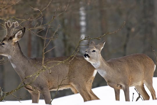 Ein dickes Fell und ein Fettpolster helfen Rehen durch den Winter