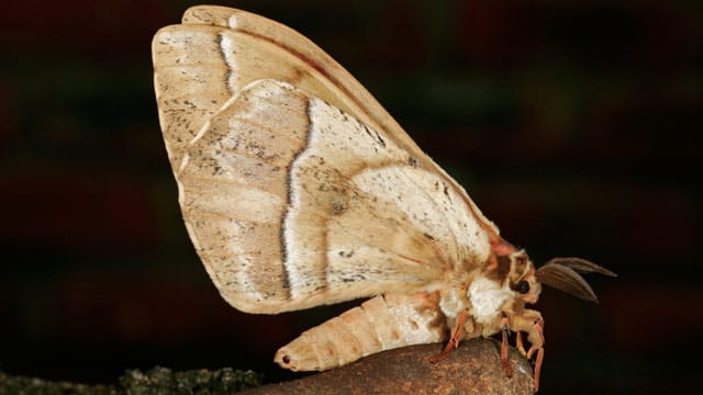 Pelzmotten haben dunkel-sandfarbene Vorderflügel, die meist mit drei schwarzen Punkten versehen sind.