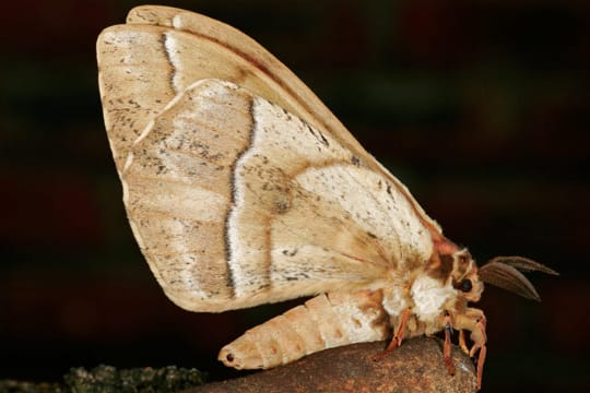 Pelzmotten haben dunkel-sandfarbene Vorderflügel, die meist mit drei schwarzen Punkten versehen sind.