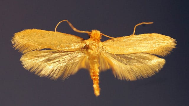 Kleidermotten erkennen Sie an gelb-braunen, glänzenden Vorderflügeln, die etwas dunkler sind, als Hinterflügel.