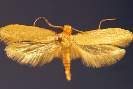 Kleidermotten erkennen Sie an gelb-braunen, glänzenden Vorderflügeln, die etwas dunkler sind, als Hinterflügel.