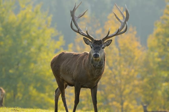 Bei männlichen Hirschen ist der Unterschied gut erkennbar: Das Geweih ist stärker ausgeprägt als beim Rehbock