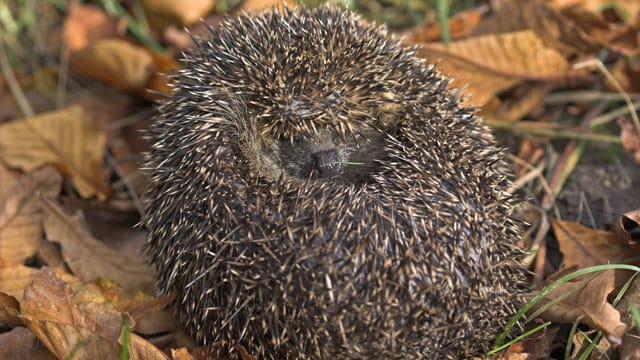 Bei drohender Gefahr rollen sich Igel zu einer Kugel zusammen