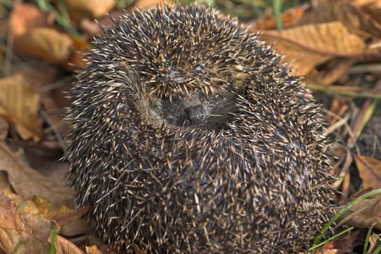 Bei drohender Gefahr rollen sich Igel zu einer Kugel zusammen