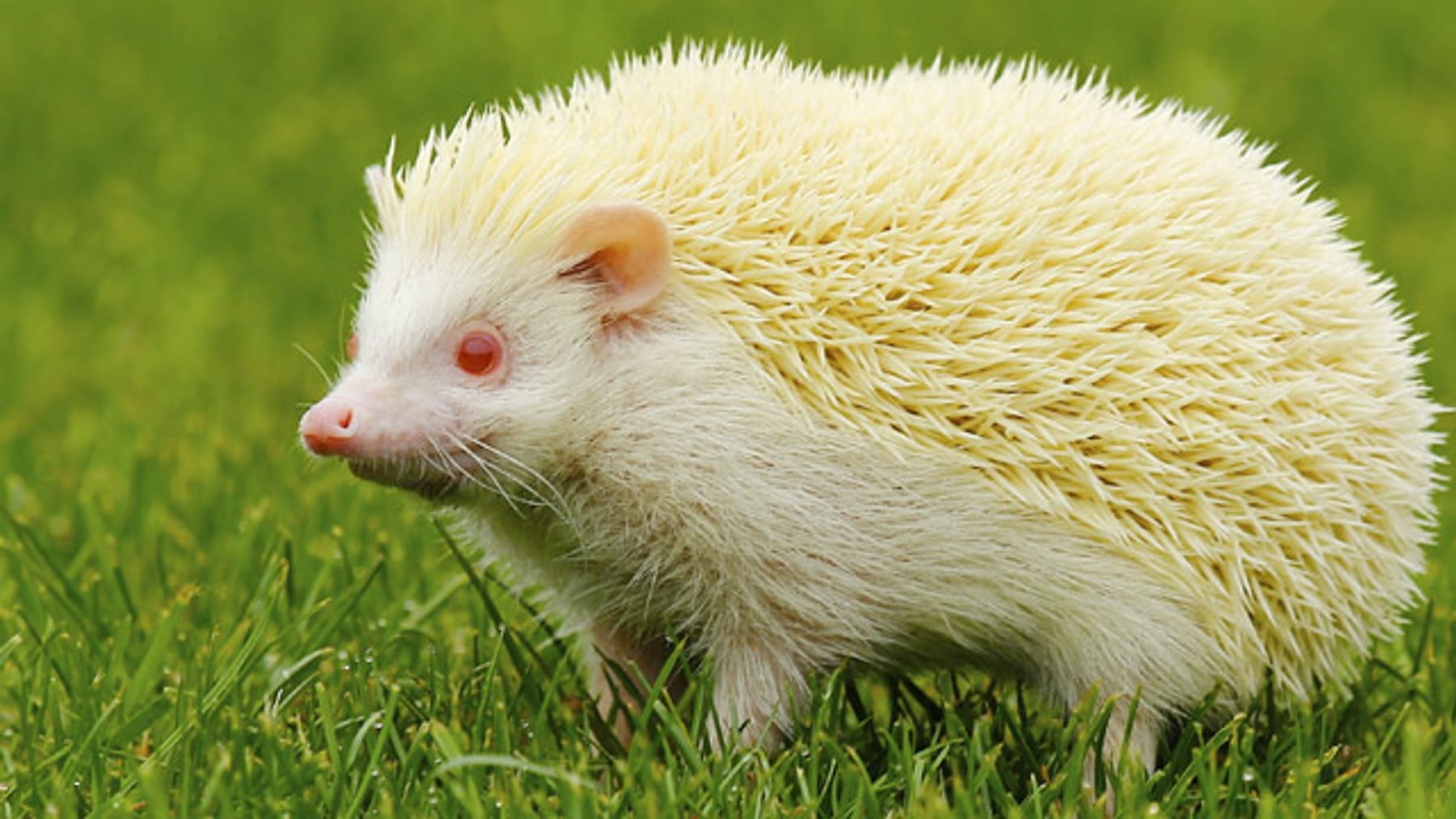 Albino-Igel: Sind weiße Igel gefährdet?