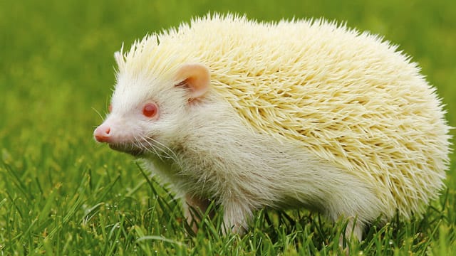 Albino-Igel sind durch die Mutation nicht zwangsläufig beeinträchtigt